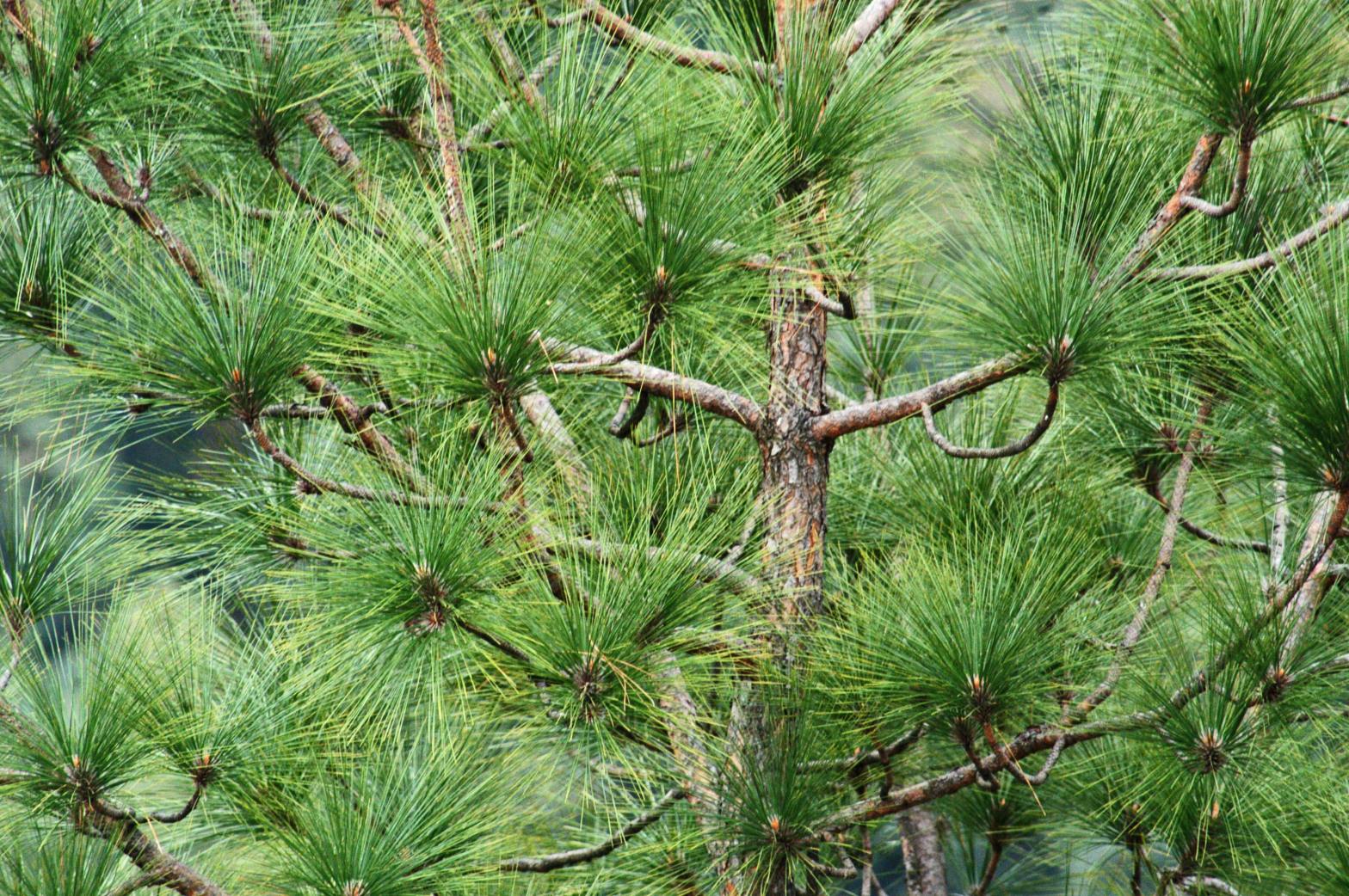 White Pine